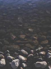 My pets are all amaz