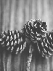 lt;Jingyuan Rong Sha