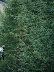 Saintly Gate Venerab