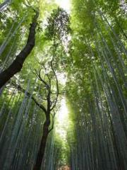 Reborn in 1989: Crea