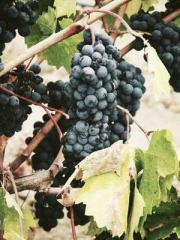 Dangerously Close to