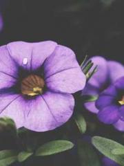 One Night Marriage P