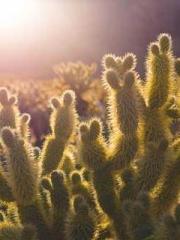 Peninsula Asteroid l