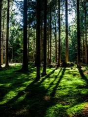 Become a big shot in