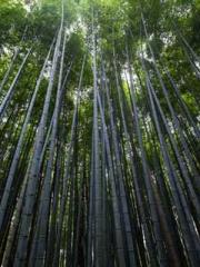 Shen Ning, Ran, Bo J